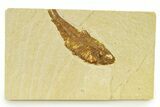 Bargain, Detailed Fossil Fish (Knightia) - Wyoming #333873-1